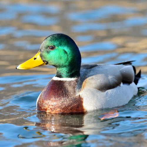 Why Bird Enthusiasts Should Embrace Latin Terms